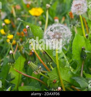 Plante de pissenlit avec des graines mûres prêtes pour la distribution sur une prairie au printemps, sur fond de nombreuses plantes à fleurs jaunes, gros plan Banque D'Images