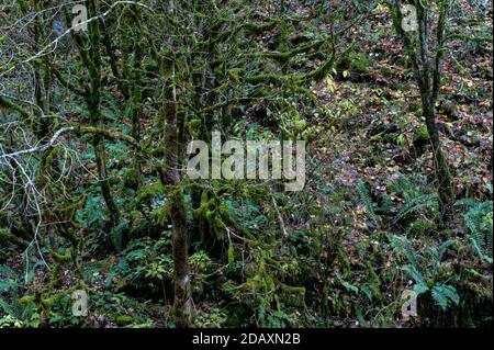 Gros plan de la mousse qui pousse sur les branches des arbres. Banque D'Images