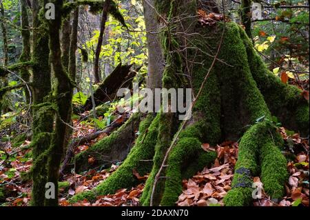 Gros plan de la mousse qui pousse sur les branches des arbres. Banque D'Images