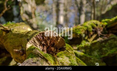 Tronc ancien arbre pourri surcultivé avec de la mousse dans une forêt ensoleillée Banque D'Images