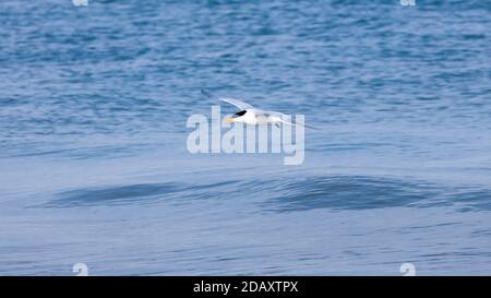 Royal tern (Thalasseus maximus) volant sur l'eau bleue, île de Sanibel, Floride, États-Unis Banque D'Images