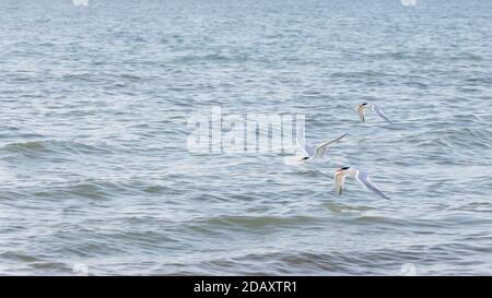 Trois sternes royales (Thalasseus maximus) volant au-dessus de l'eau, île de Sanibel, Floride, États-Unis Banque D'Images