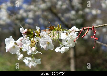 Corde rouge sur la branche de Spring Snow Floraison Apple Tree Banque D'Images