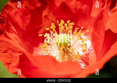 Pavot d’Islande Banque D'Images