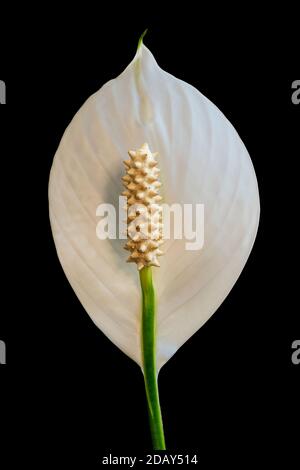 Spathiphyllum : une fleur blanche parfumée, également appelée nénuphars de la paix et bonheur des femmes. Isolé sur un fond noir. Masque. Banque D'Images