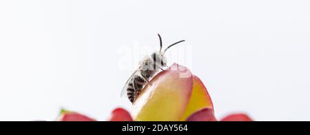 Détail d'une petite abeille sur les feuilles d'un plante succulente Banque D'Images