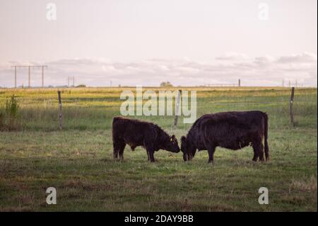 Un veau Galloway qui sent sa vache mère dans un luxuriant Pâturage vert dans la campagne suédoise Banque D'Images