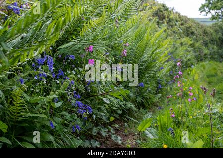 Ruelle de campagne dans le sud du Devon, avec des fleurs du début du printemps qui poussent dans les haies Banque D'Images