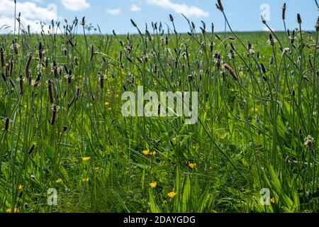 Ribwort Plantain, Plantago lanceolata, pousse dans un pré d'été Banque D'Images