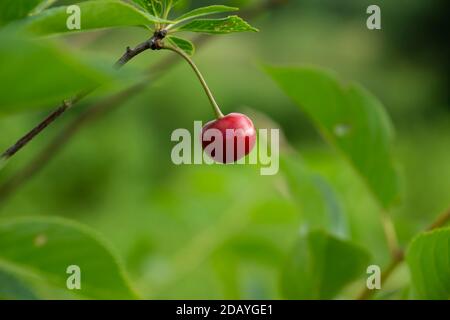 Cerise rouge sur une branche. Jardin mûr baies gros plan sur un fond de feuillage vert. Banque D'Images