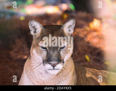 Un couguar (Puma concolor) apprécie le temps d'automne au WNC nature Centre à Asheville, en Caroline du Nord, aux États-Unis Banque D'Images