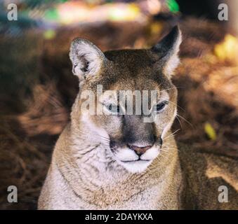 Un couguar (Puma concolor) apprécie le temps d'automne au WNC nature Centre à Asheville, en Caroline du Nord, aux États-Unis Banque D'Images