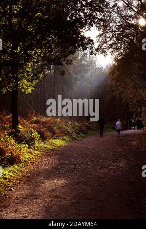 Un arbre de belle lumière illuminant le plancher de la forêt et un groupe de randonneurs appréciant la forêt Banque D'Images