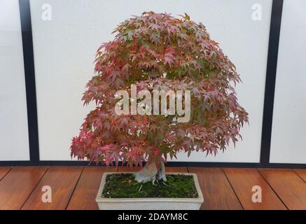 A Japanese Maple bonsai tree changing colors of its leaves in the Fall Banque D'Images