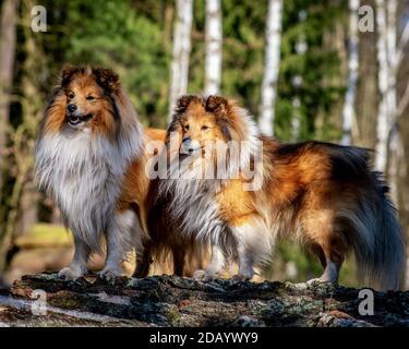 Deux shelties posant dans la forêt Banque D'Images