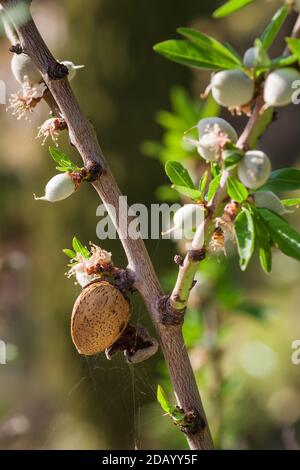 Branche d'amande avec vieille noix mûre et fleur fraîche gros plan Banque D'Images