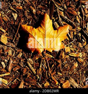 Les feuilles et les fleurs changent de couleur pendant la journée ensoleillée d'automne à Central Park, New York. Banque D'Images