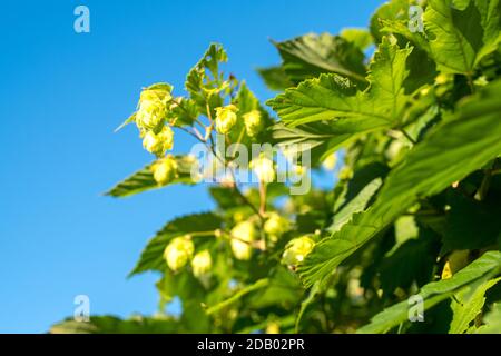 Fleurs poussant sur une vigne à houblon (Humulus lupulus) Banque D'Images