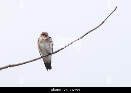 Hirondelle à ailes rugueuses (Stelgidopteryx serripennis) perchée sur une branche Banque D'Images