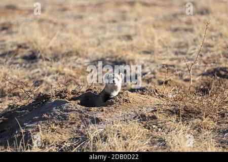 Rare furet noir à pieds à l'extérieur d'un chien de prairie dans la journée dans un pré herbacé Banque D'Images