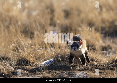 Rare furet noir à pieds à l'extérieur d'un chien de prairie dans la journée dans un pré herbacé Banque D'Images