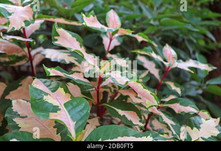 Belles feuilles de couleur à deux tons de la plante de caricature ou du Graptophyllum Image Banque D'Images