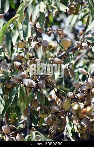 Injection verticale d'amandes mûrissant sur un arbre Banque D'Images