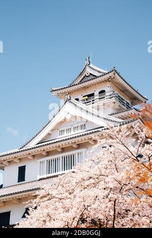 Château de Nagahama avec fleurs de cerisier de Shiga, Japon Banque D'Images