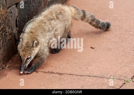 Un Coatimundis de la nourriture abandonnée par les touristes en visite. Coatimundis sont une vue commune aux chutes d'Iguazu dans le parc national d'Iguazu sur Banque D'Images