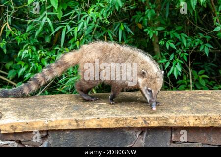 Un Coatimundis de la nourriture abandonnée par les touristes en visite. Coatimundis sont une vue commune aux chutes d'Iguazu dans le parc national d'Iguazu sur Banque D'Images