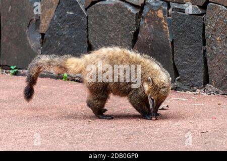 Un Coatimundis de la nourriture abandonnée par les touristes en visite. Coatimundis sont une vue commune aux chutes d'Iguazu dans le parc national d'Iguazu sur Banque D'Images