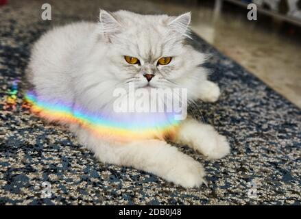 British Longhair femelle chat, blanc et gris avec un arc-en-ciel sur elle. Banque D'Images