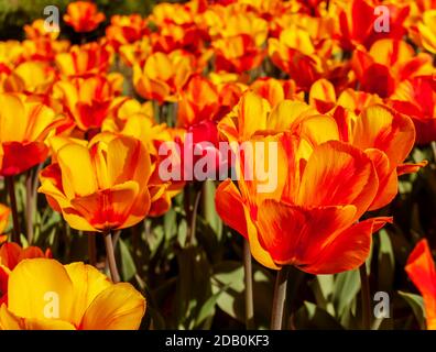 Tulipes fleur couleur jaune avec flash de rouge profond. Tulipa Oxford Elite (Darwin Hybrid Tulip) Banque D'Images