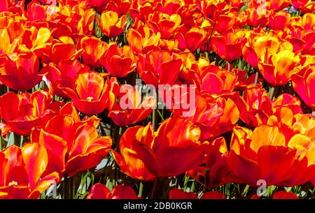 Tulipes fleur couleur jaune avec flash de rouge profond. Tulipa Oxford Elite (Darwin Hybrid Tulip) Banque D'Images