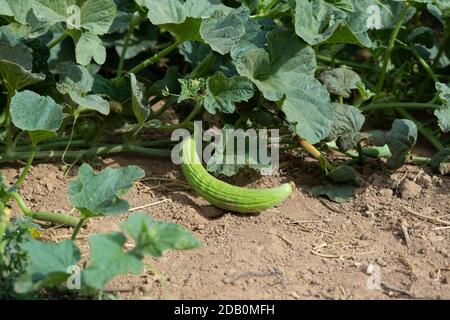 Concombres américains en pleine croissance sur le terrain. Nom scientifique : Cucumis melo var. Flexuosus Banque D'Images