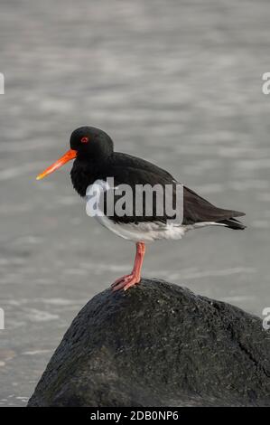 Oystercatcher (Haematopus ostralegus), portrait, Loch Indaal, Islay, Écosse Banque D'Images