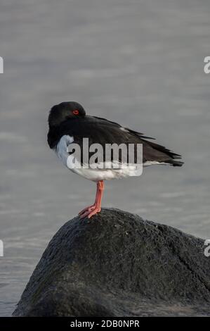 Oystercatcher (Haematopus ostralegus), portrait, Loch Indaal, Islay, Écosse Banque D'Images