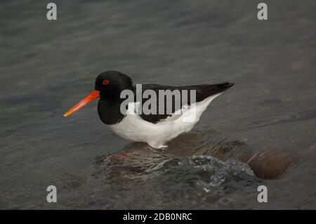 Oystercatcher (Haematopus ostralegus), portrait, Loch Indaal, Islay, Écosse Banque D'Images