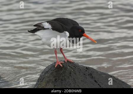 Oystercatcher (Haematopus ostralegus), portrait, Loch Indaal, Islay, Écosse Banque D'Images