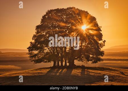 Soleil brillant à travers une petite copée d'arbres sur la petite butte avec des moutons le matin Banque D'Images