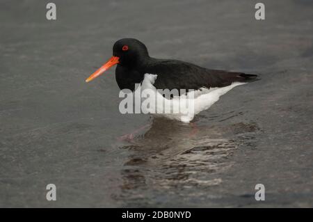 Oystercatcher (Haematopus ostralegus), portrait, Loch Indaal, Islay, Écosse Banque D'Images