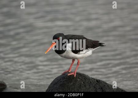 Oystercatcher (Haematopus ostralegus), portrait, Loch Indaal, Islay, Écosse Banque D'Images