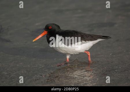 Oystercatcher (Haematopus ostralegus), portrait, Loch Indaal, Islay, Écosse Banque D'Images