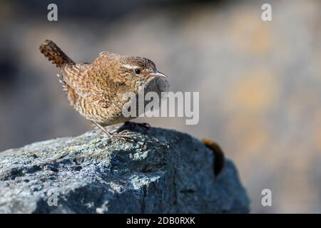 Troglodyte mignon - Troglodytes troglodytes, petite brown oiseau percheur de prés et prairies européennes, Shetland, UK. Banque D'Images