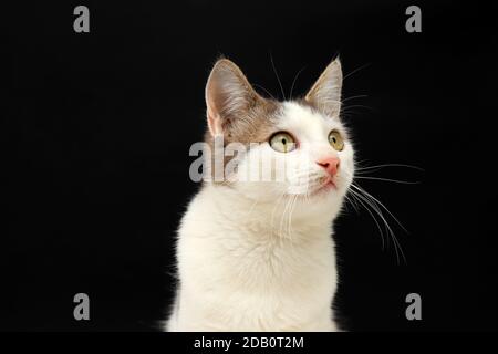 Mignon blanc gris jeune chaton, chat court, se trouve sur un fond noir. Un beau chat avec des yeux verts regarde dans l'appareil photo. Animaux de compagnie, chambres familiales Banque D'Images