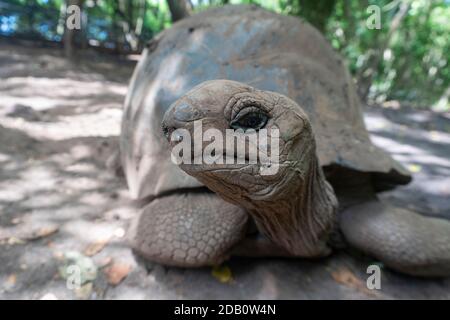 Une tortue géante Aldabrachelys gigantea dans la réserve forestière, à prison Island, Zanzibar, Tanzanie Banque D'Images