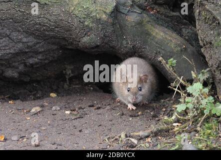 Rat brun Banque D'Images