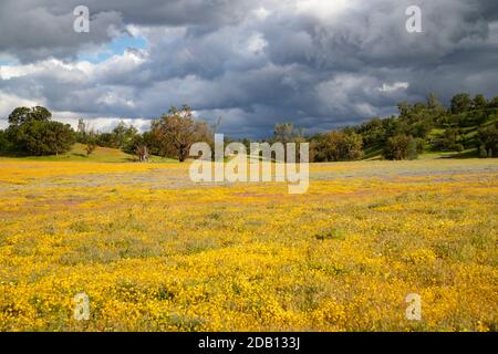 Magnifique meadown de fleurs sauvages colorées d'or, de jaune et de lavande avec des bois derrière et ciel orageux au-dessus Banque D'Images