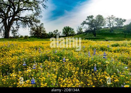 Superbe prairie de lupin et de fleurs sauvages jaunes avec hilld vert, chênes et ciel bleu au-delà Banque D'Images