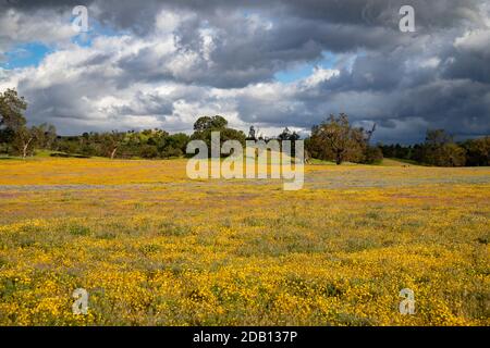 Carissa Plains San Luis Obispo County Californie superbloom sous la tempête ciel Banque D'Images